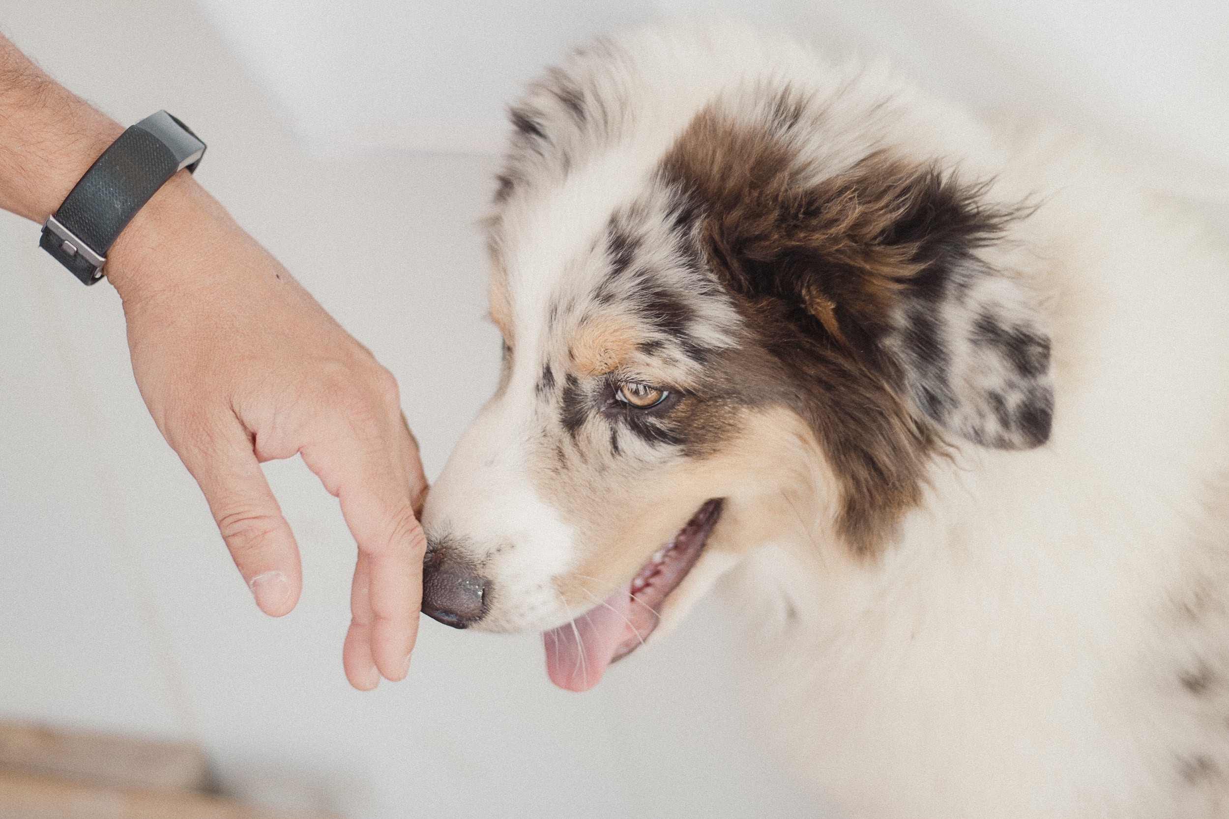 Animal Care Services aims to stop unnecessary euthanasia | kiiitv.com