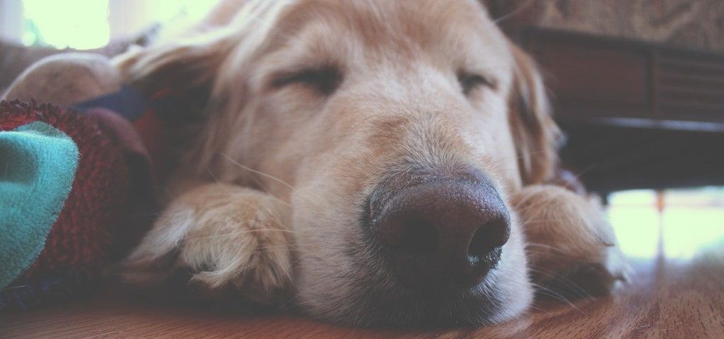 10 Signs to Put Your Dog to Sleep