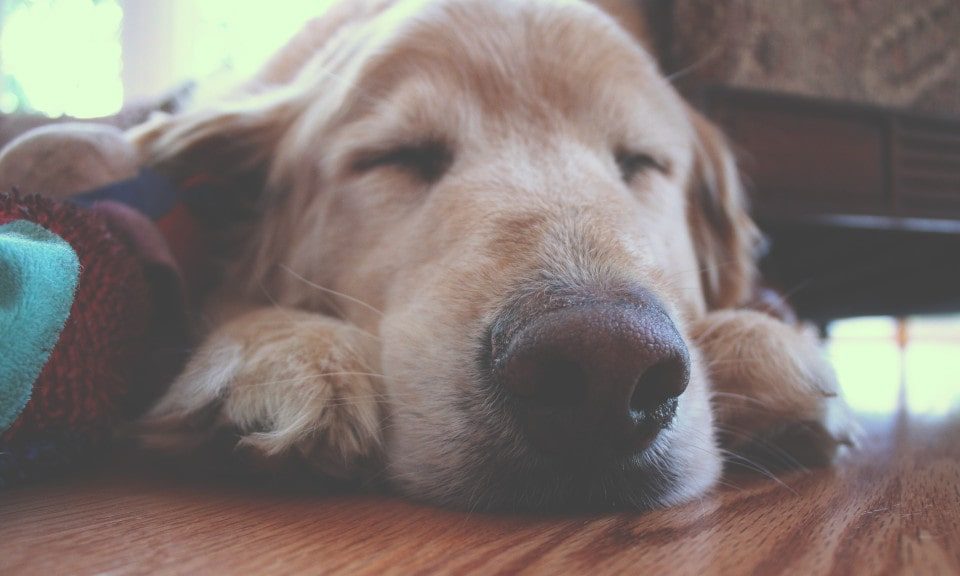 10 Signs to Put Your Dog to Sleep