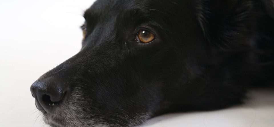 My dog has cancer, when do I put him down?