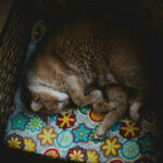 Cat curled up in basket