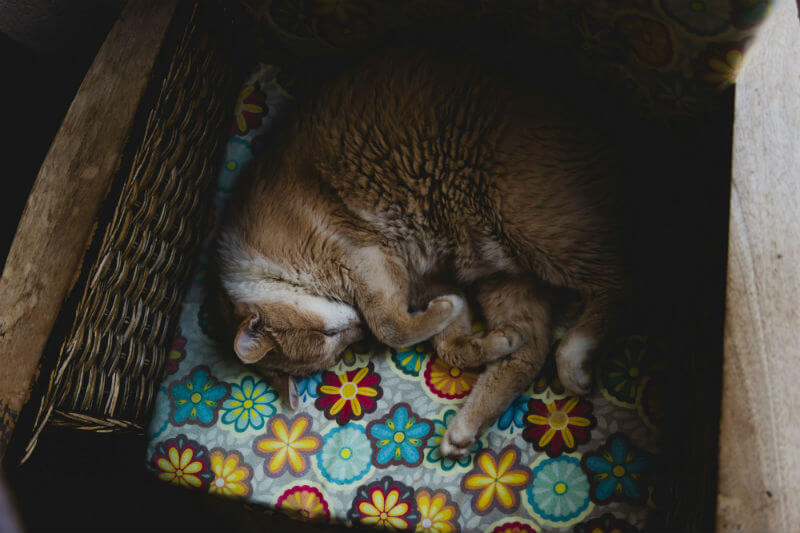 Cat curled up in basket