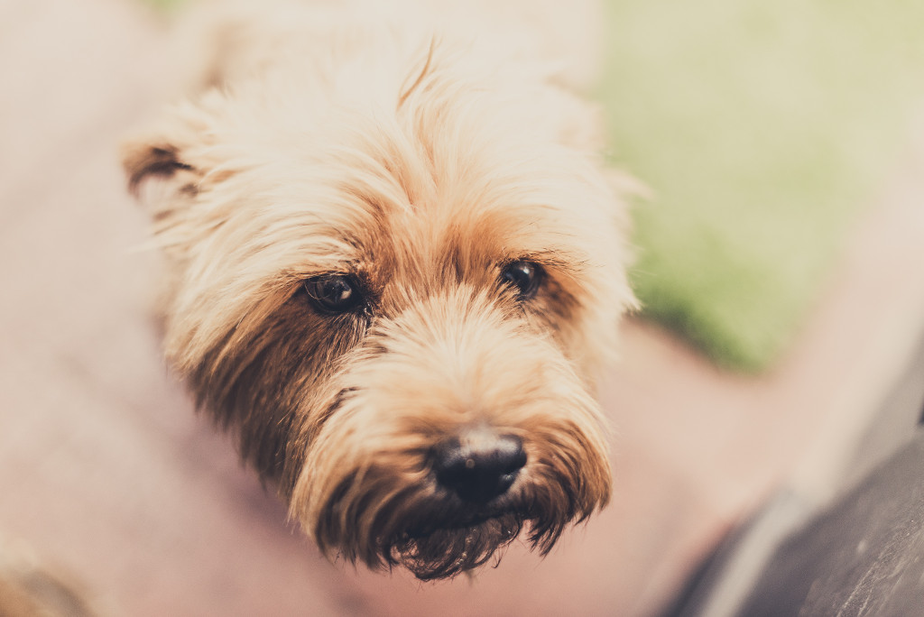 West Highland White Terrier dog