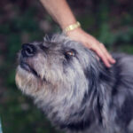 Dog being petted on head