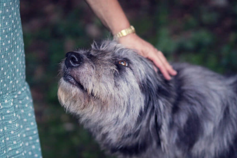 Dog being petted on head