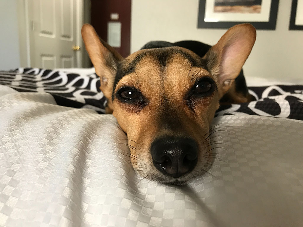 Dog with large ears