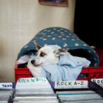 Dog looking out from dog bed