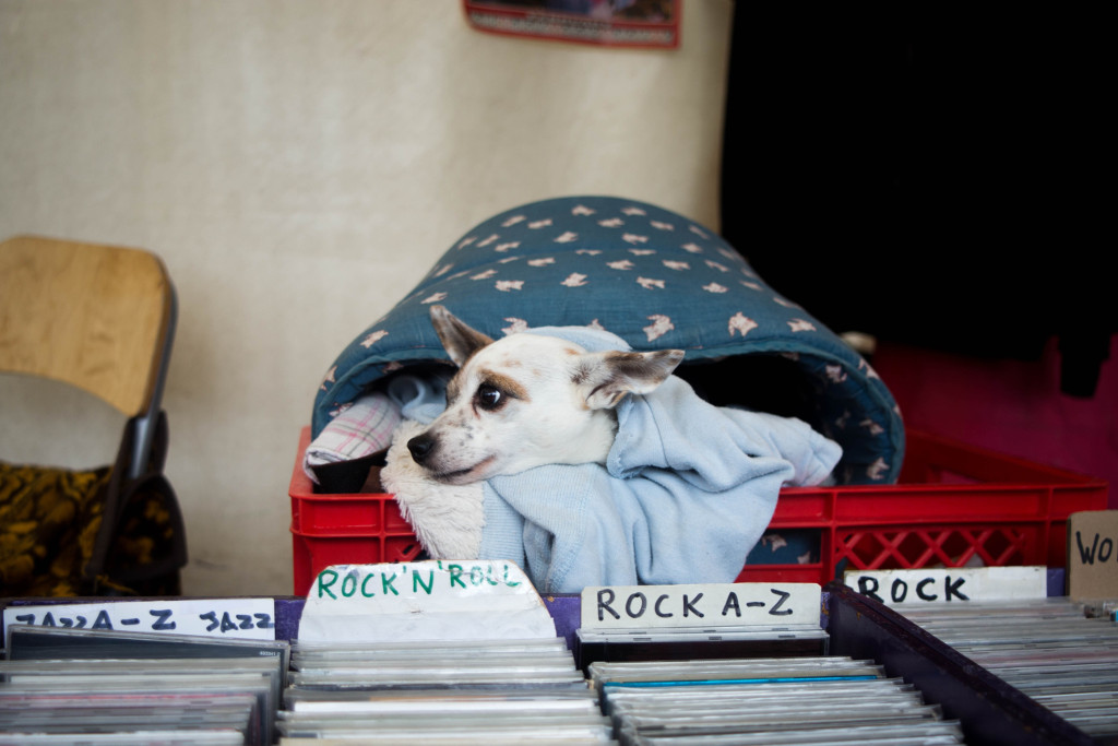 Dog looking out from dog bed