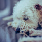 White dog laying on front