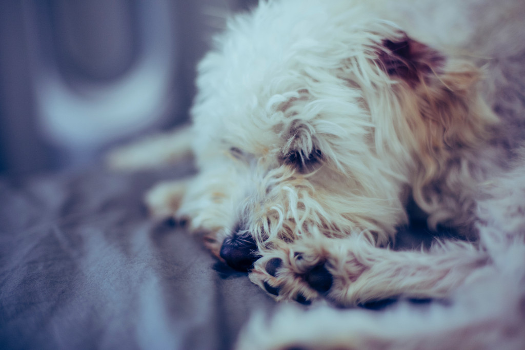 White dog laying on front