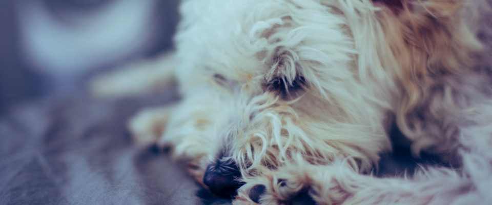 Did I Do The Right Thing By Euthanising My Dog?