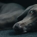 Black dog laying on side