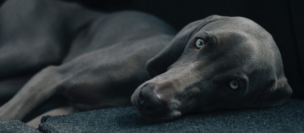 Black dog laying on side