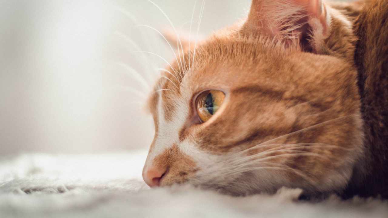 How to Tell if a Cat is Dying: Six Signs To Look Out For | Cloud 9 Vets