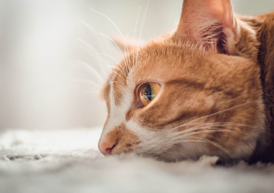 How to tell if a cat is dying: 6 signs to watch out for