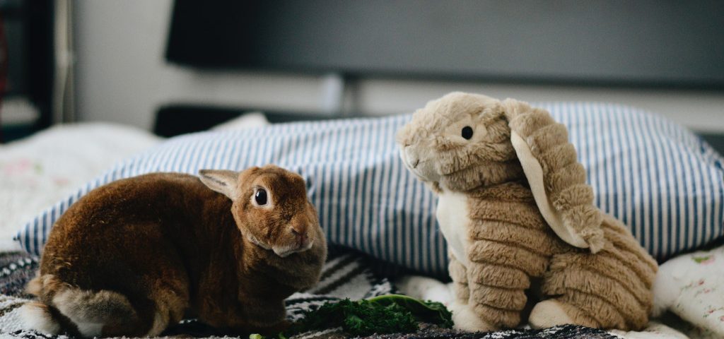 10 Common Rabbit Diseases