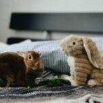 Rabbit sat on bed with cuddly bunny