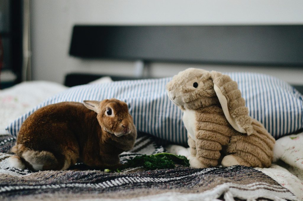 Rabbit sat on bed with cuddly bunny