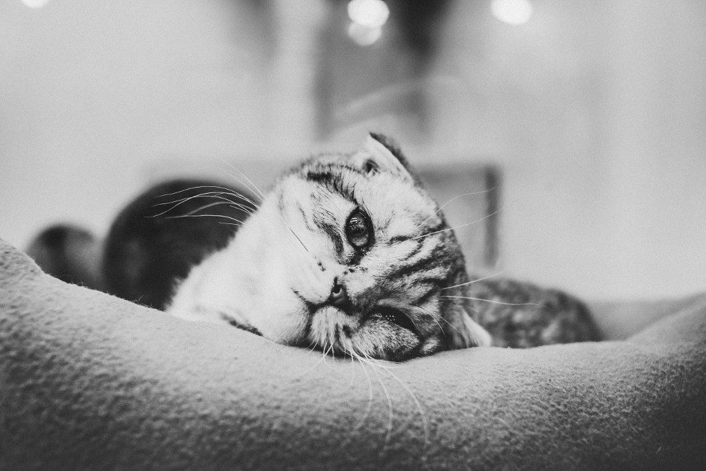 Cat laying in bed