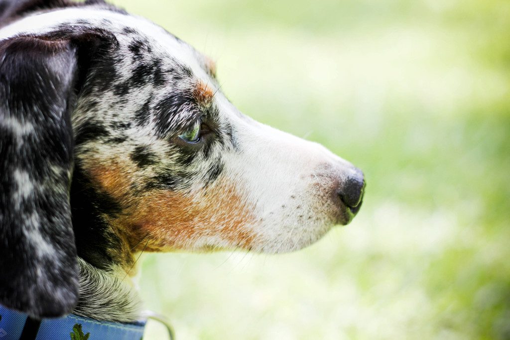 Profile of dog's face