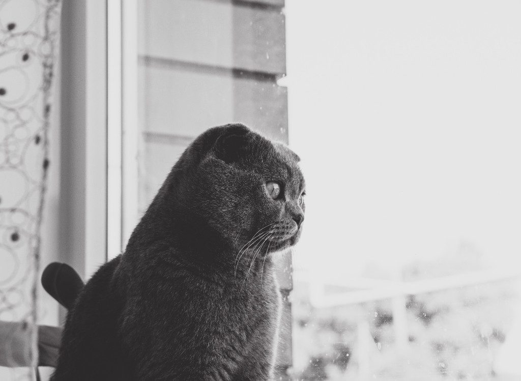 Cat sat next to window