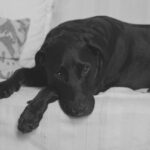 Black dog laying on sofa