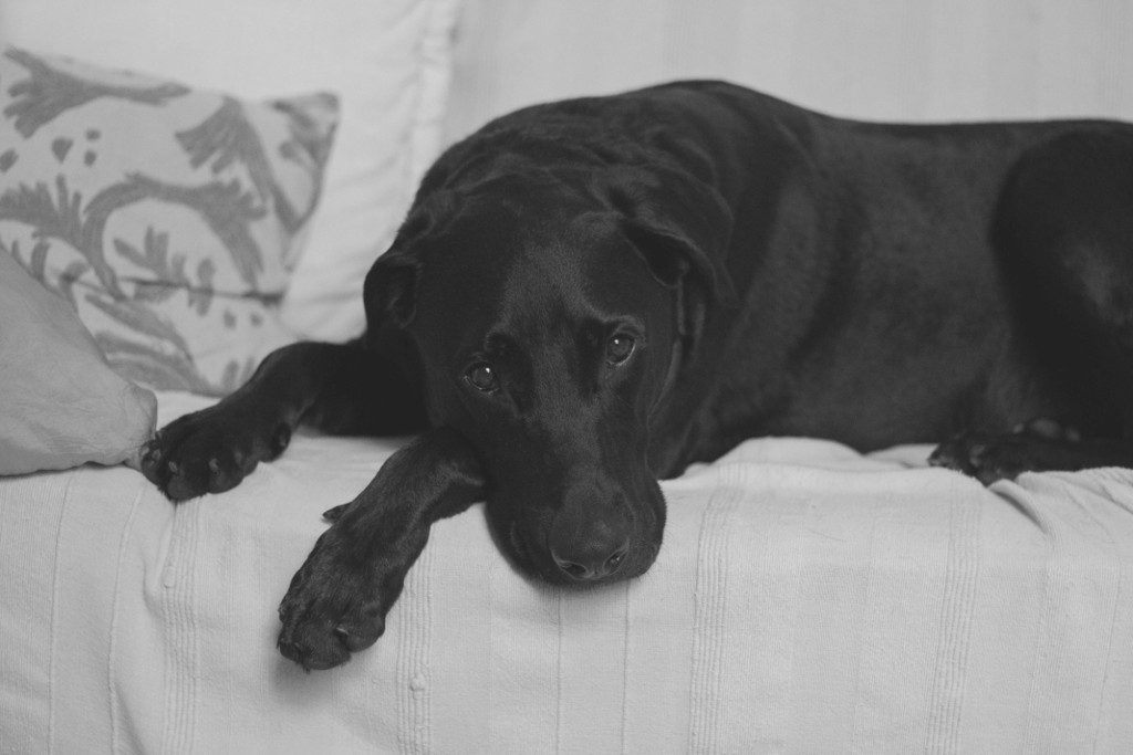 Black dog laying on sofa