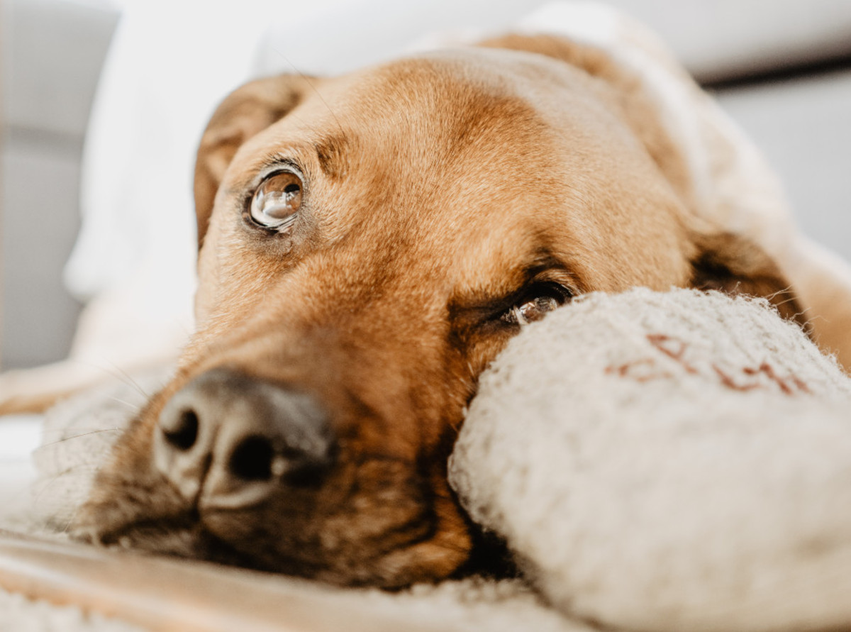 can anxiety cause fever in dogs