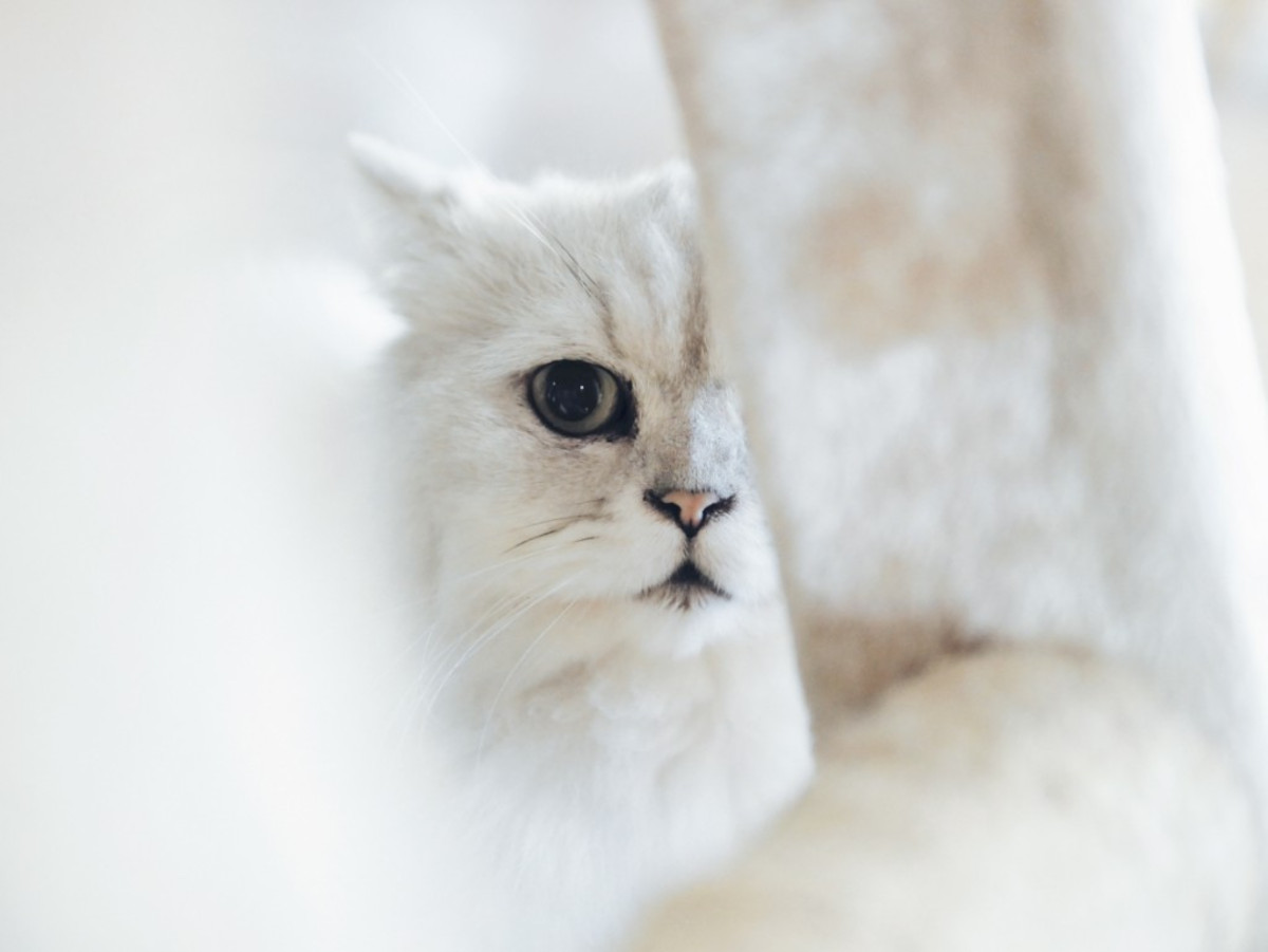 Cute Cat Behaviors You May Recognize