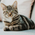 Cat sat up on sofa