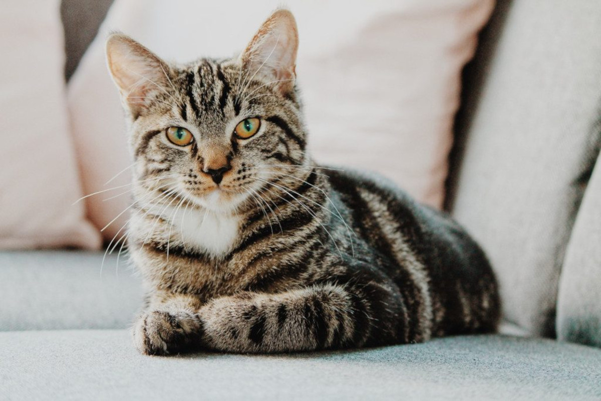 Cat sat up on sofa