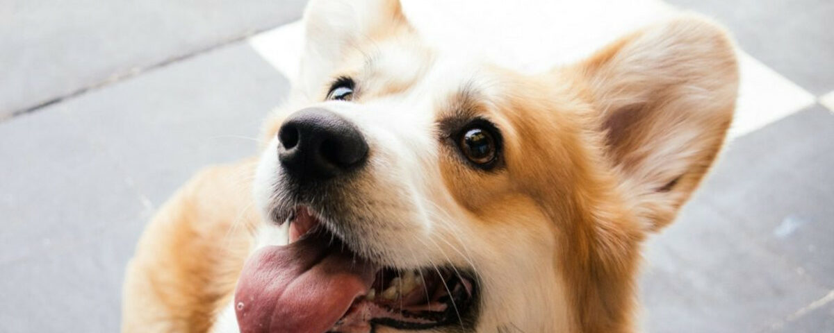 Reasons for Dogs Panting