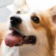 Reasons for Dogs Panting