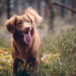 Dog in woodland