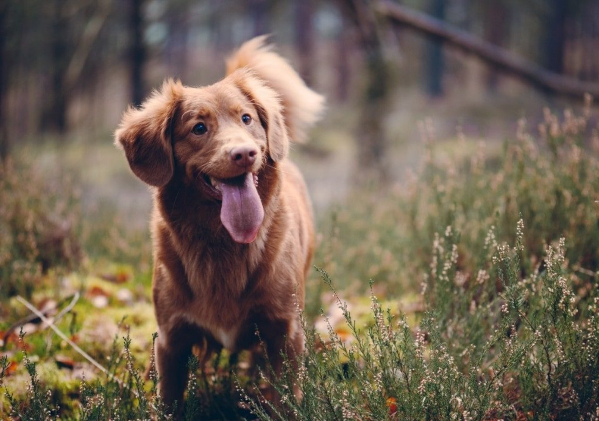 Brown dog in woods