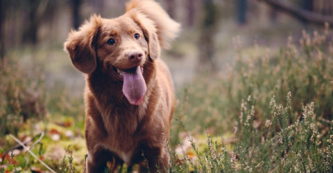 How Long Do Dogs Live? Dog Breeds And Life Expectancy
