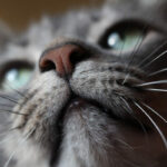 Close up of cat's mouth, nose and whiskers