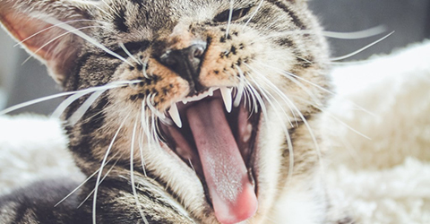 Your Cat has bad breath? Here is why should be worried