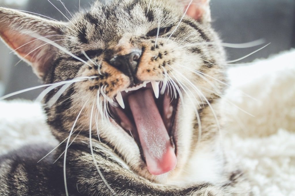 Your Cat has bad breath? Here is why should be worried