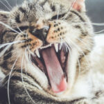 Cat yawning