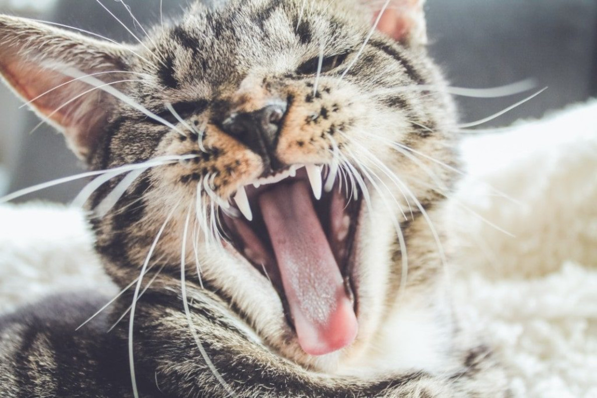 Cat yawning