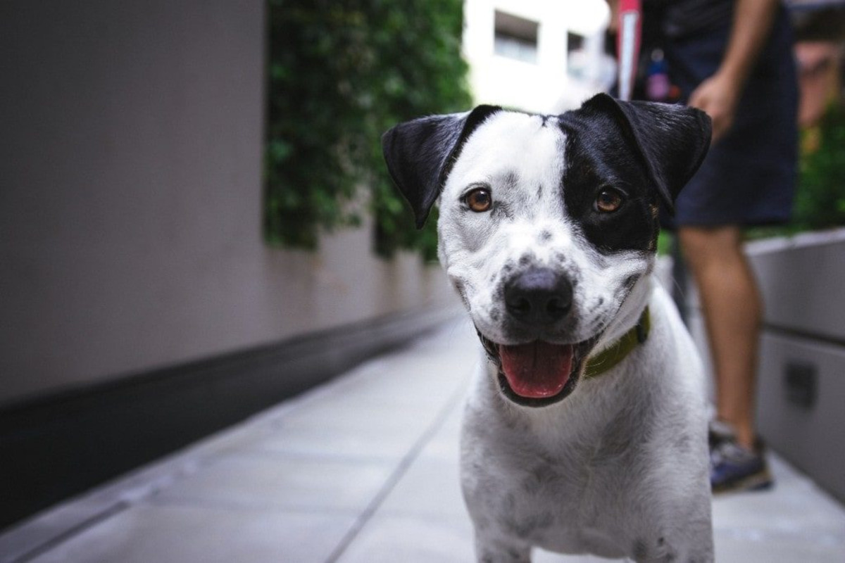 Dog with mouth open