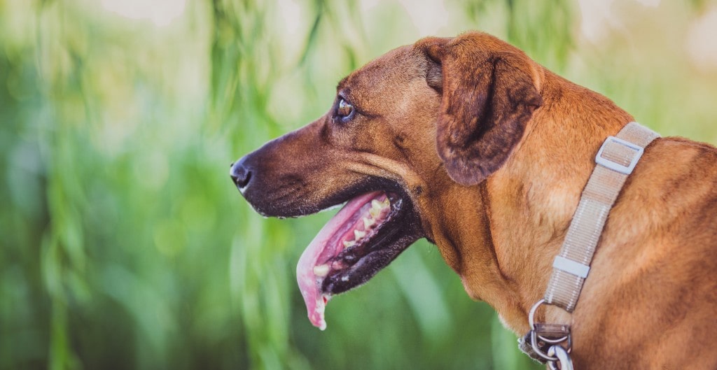 Excessive Dog Drooling What Are The Reasons And Causes Cloud 9 Vets