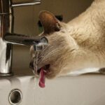 Cat slurping water from running tap