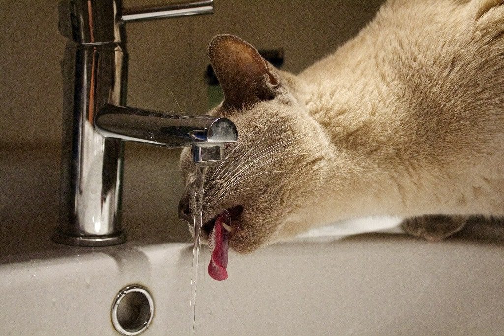 Cat slurping water from running tap