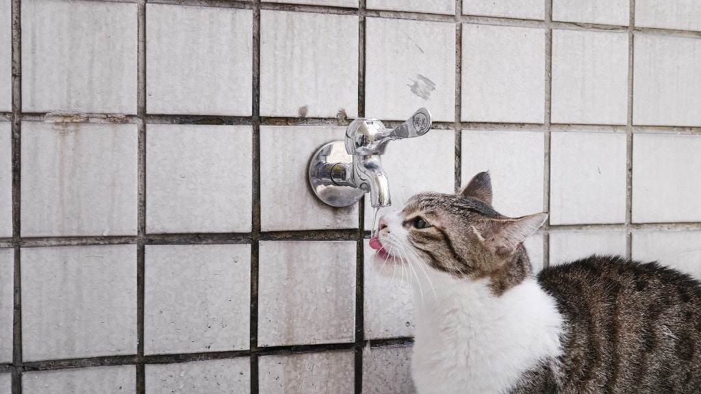 Your Cat Drinking A Lot Of Water