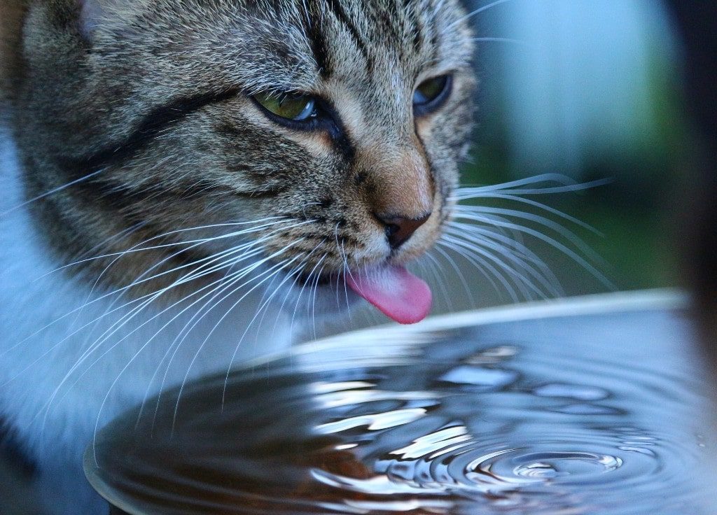 Cat Drinking A Lot Of Water