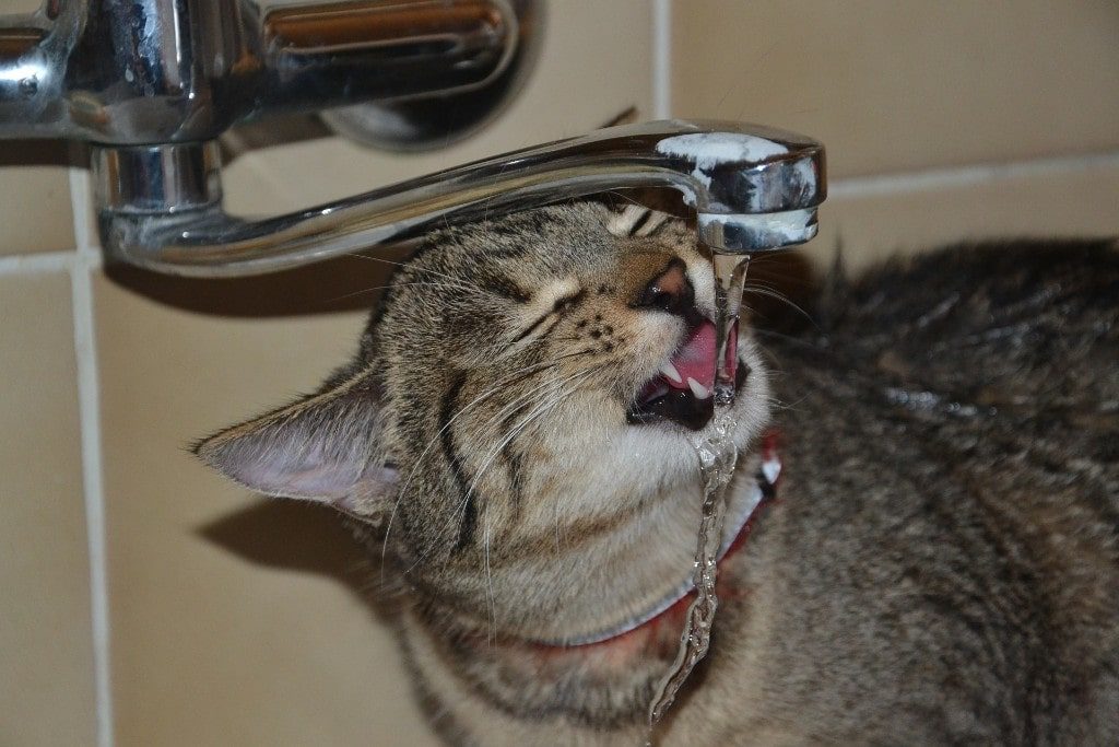 Your Cat Drinking A Lot Of Water? Probable Reasons And Warning Signs