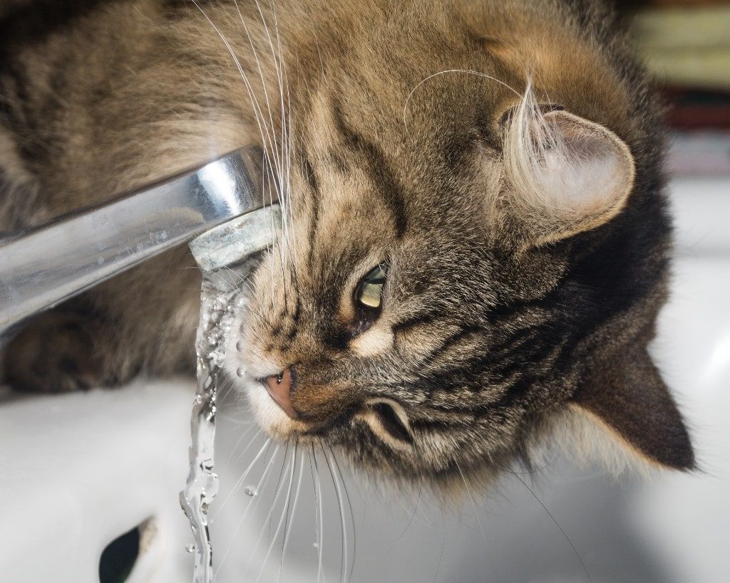 Your Cat Drinking A Lot Of Water? Probable Reasons And Warning Signs