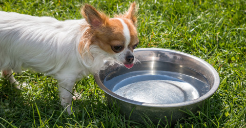 Your dog is drinking a lot of water? Here are the probable causes